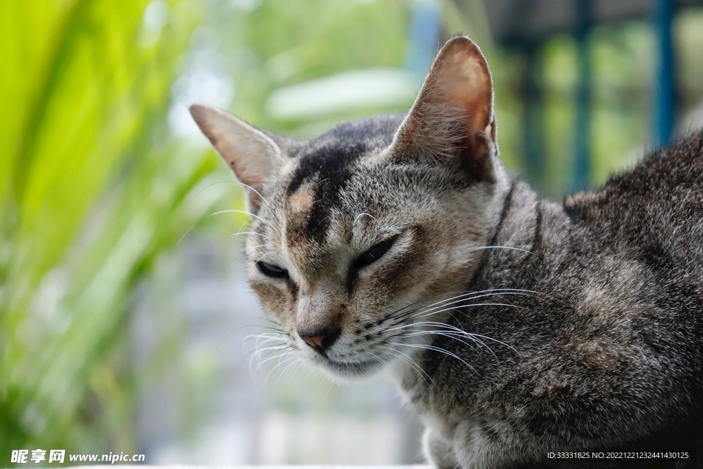 猫