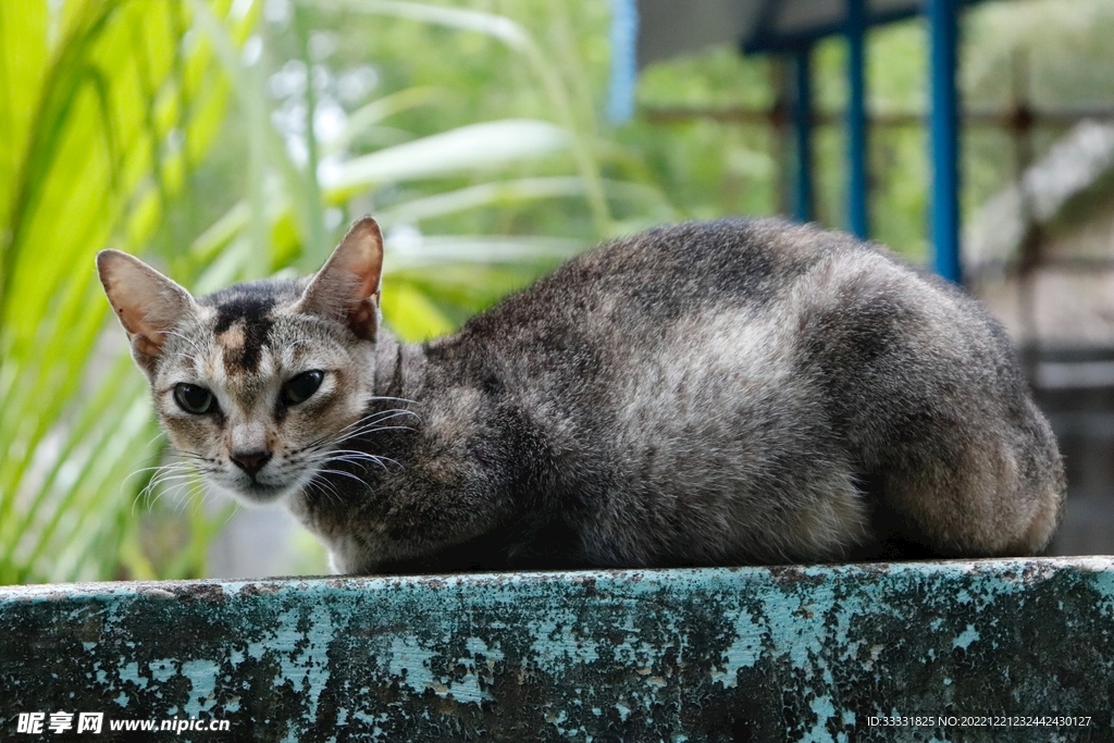猫