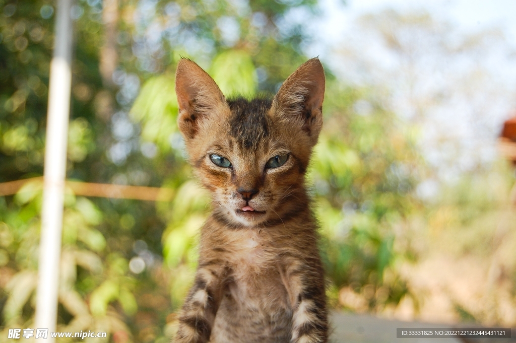 猫