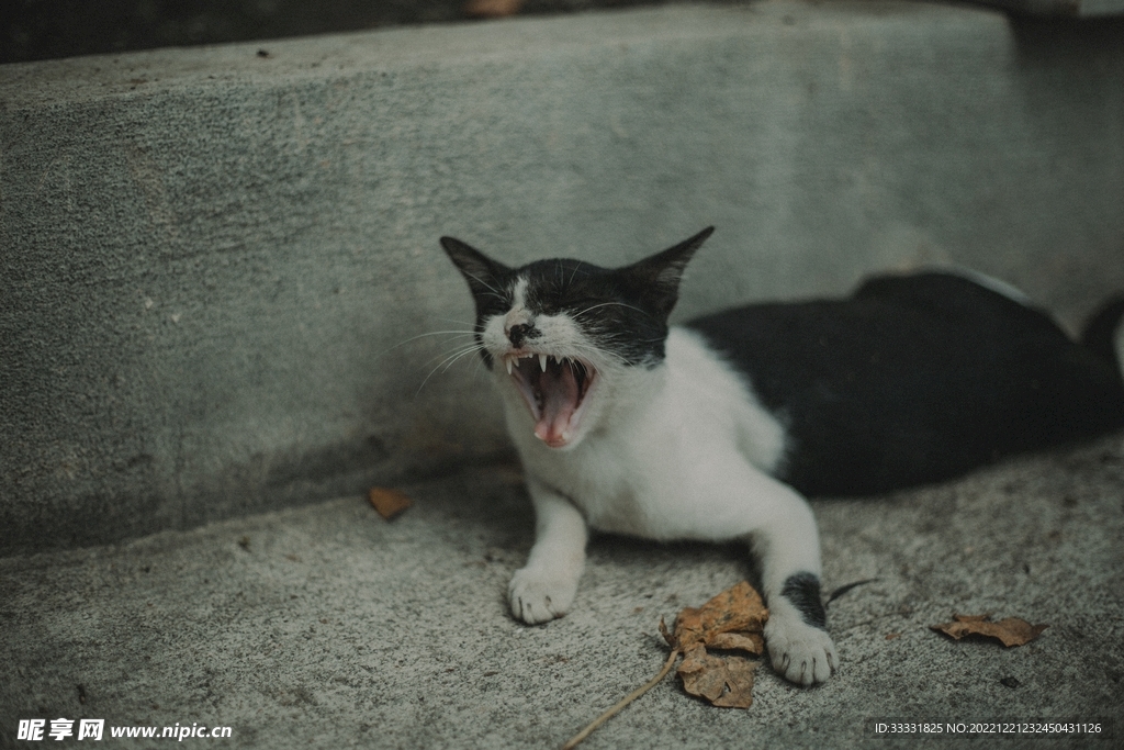 猫