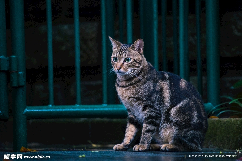 猫