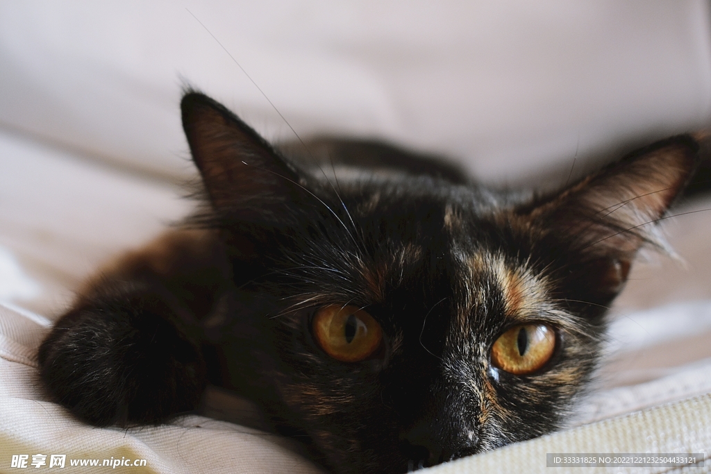 猫