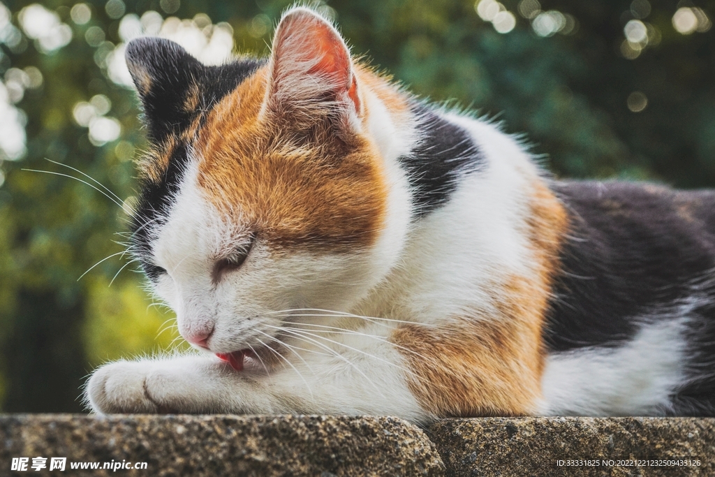 猫