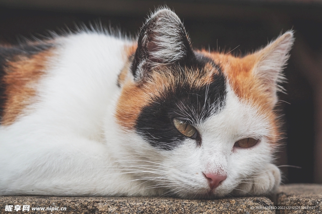 猫