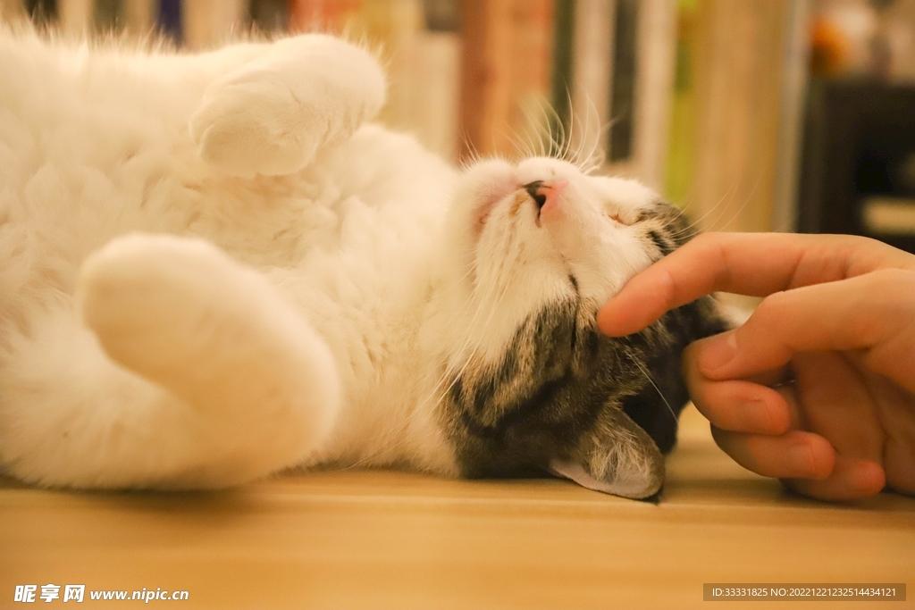 猫