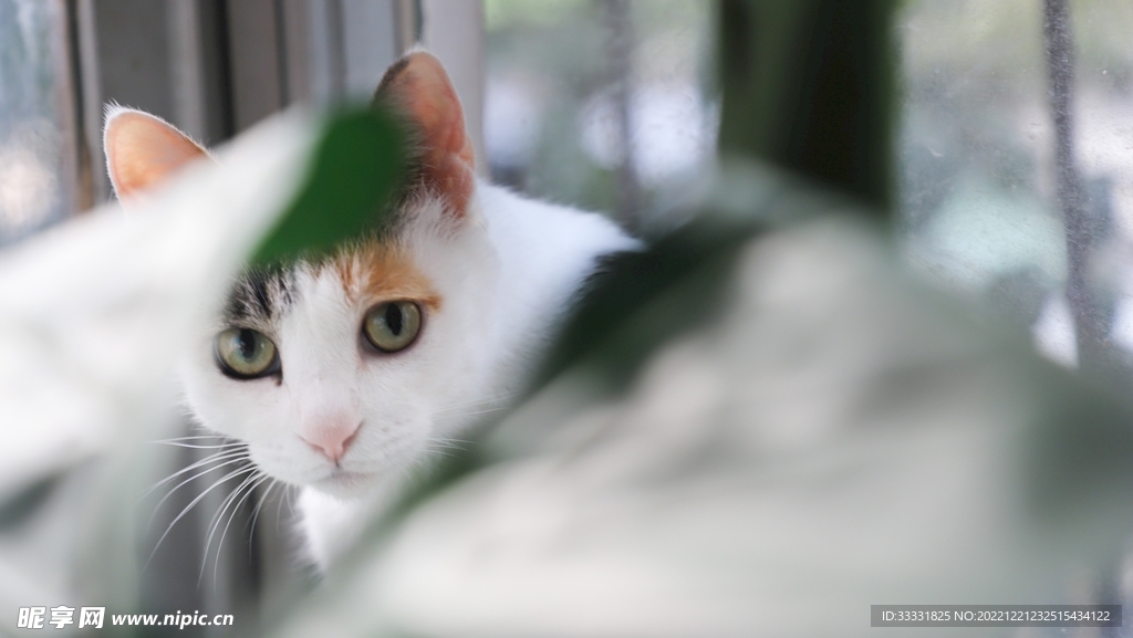 猫