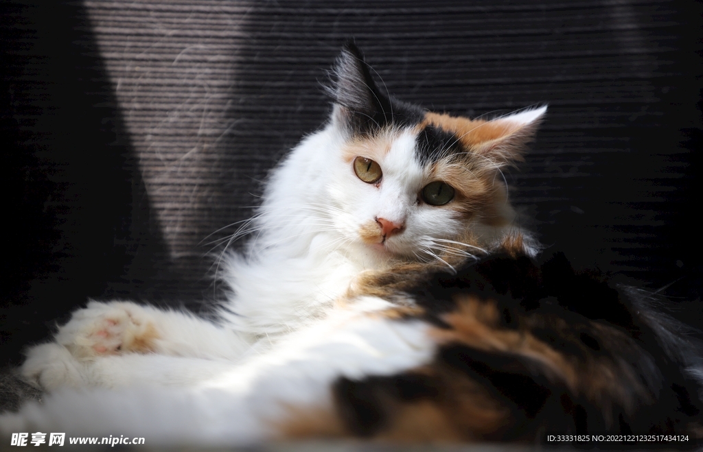 猫