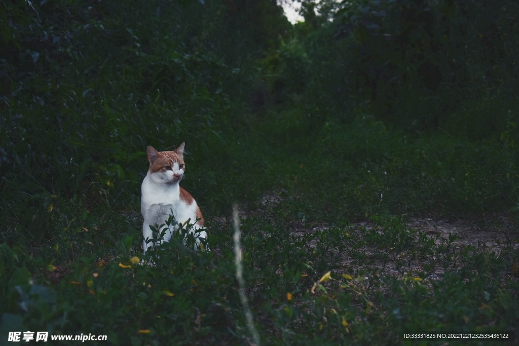 猫