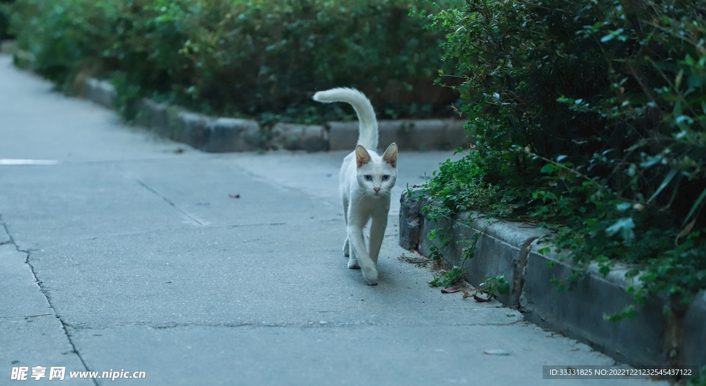 猫
