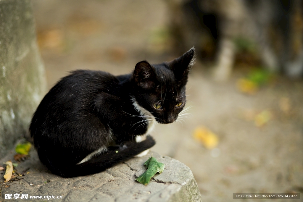 猫