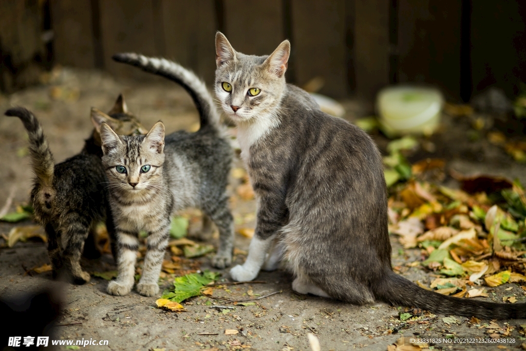 猫