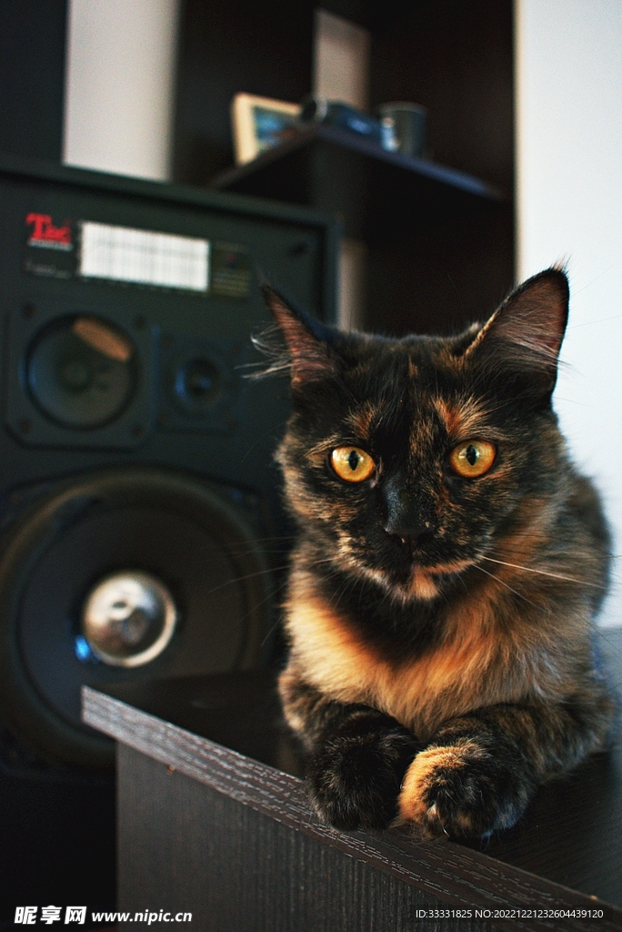 猫