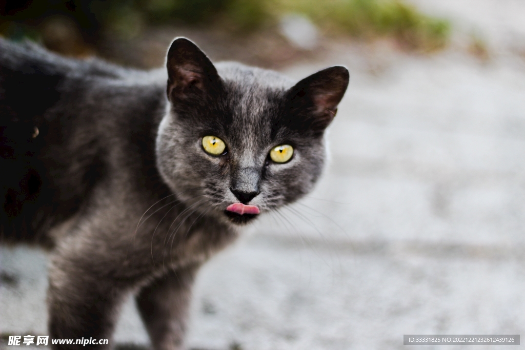 猫