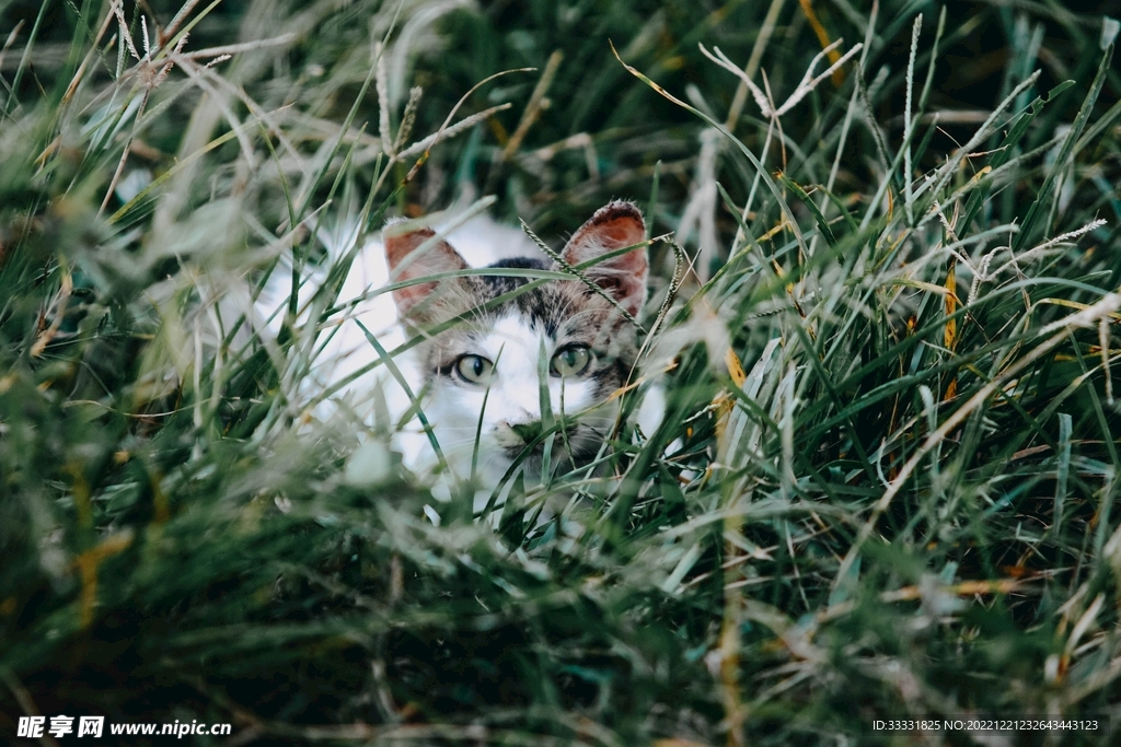 猫