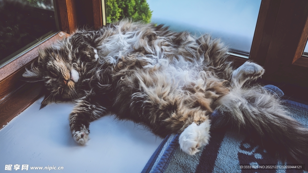 猫