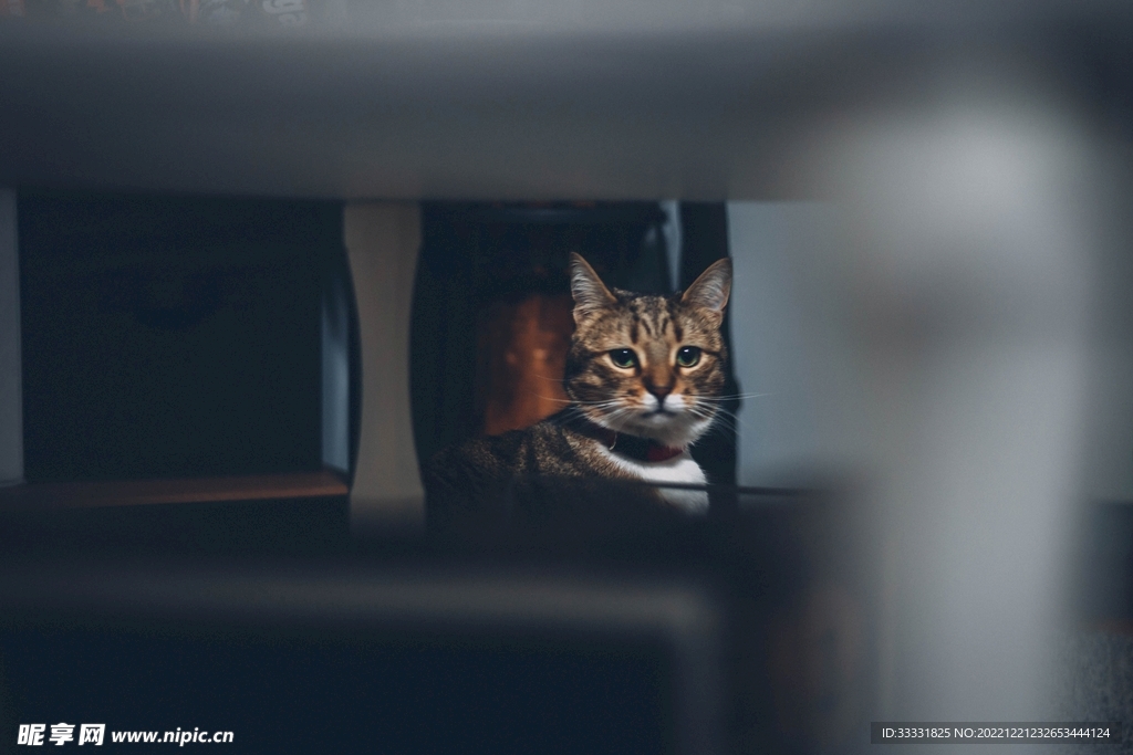 猫