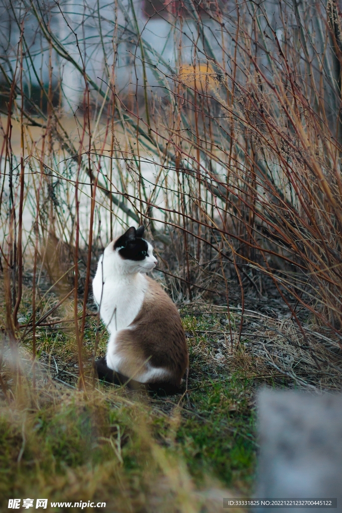 猫