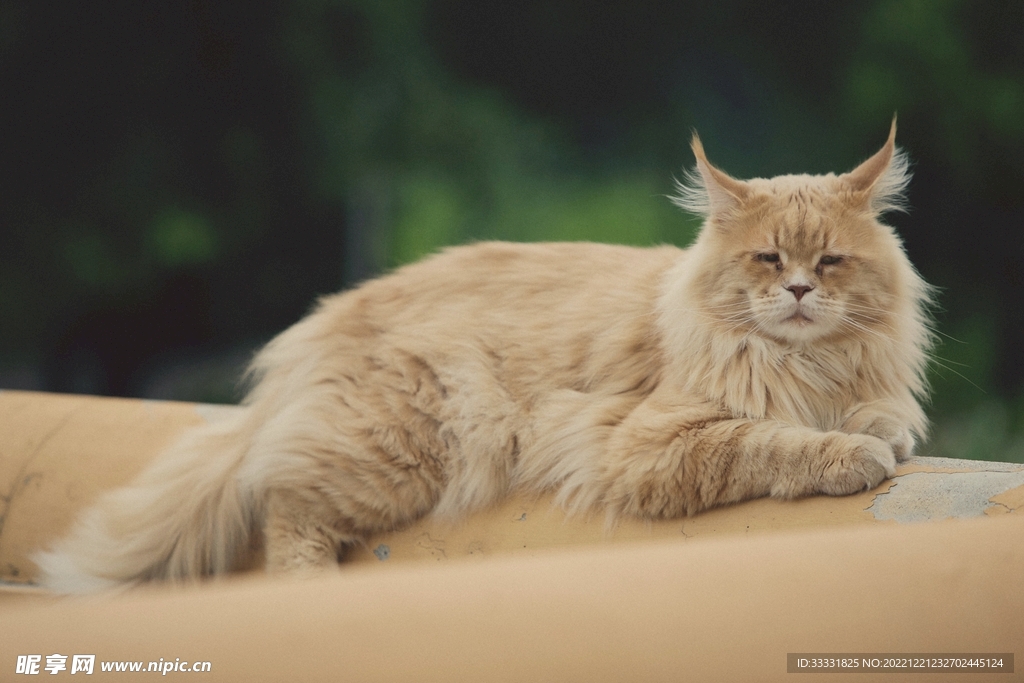 猫