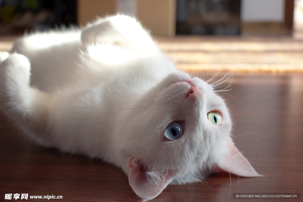 猫