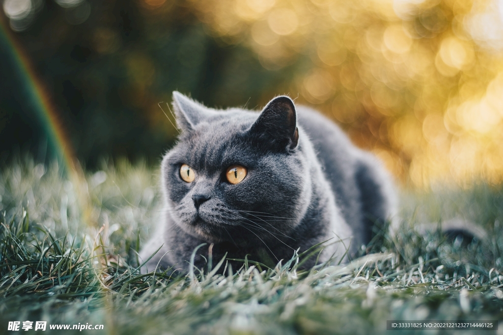 猫