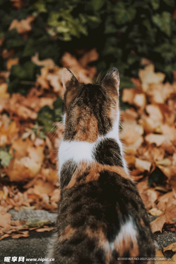 猫