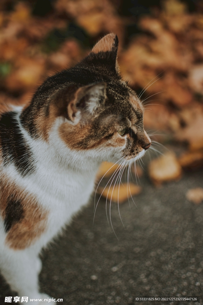 猫