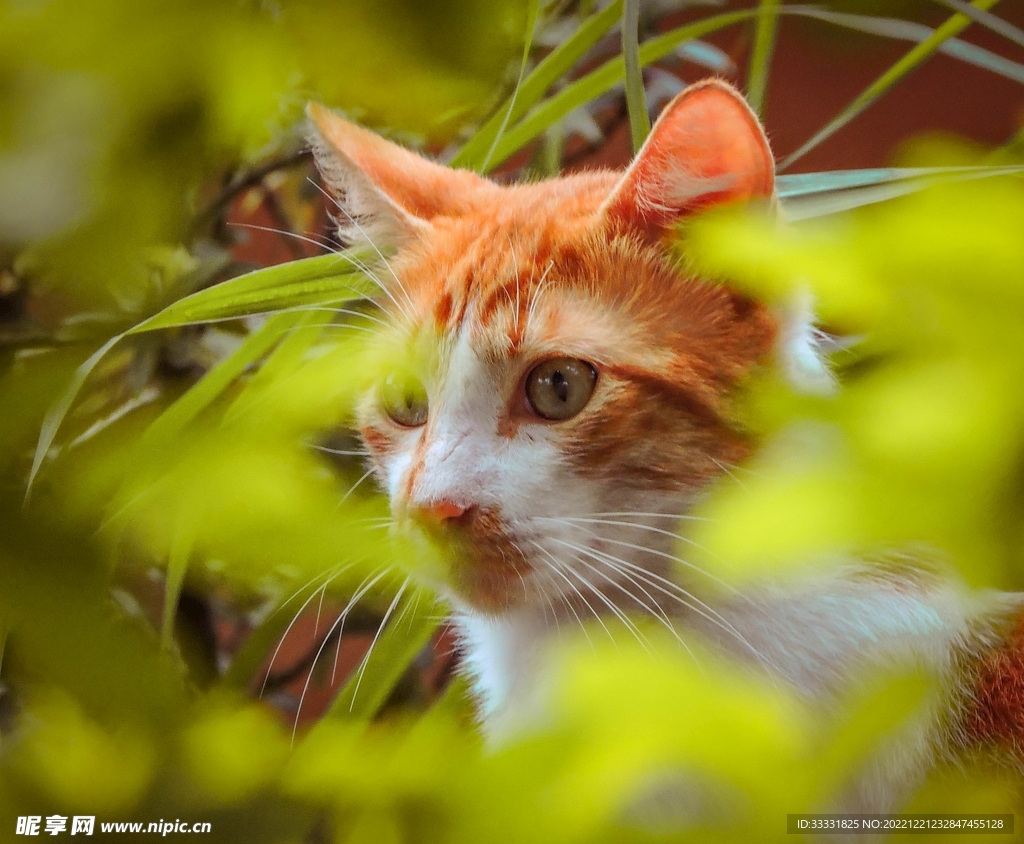 猫
