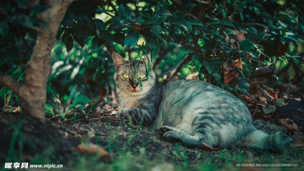 猫