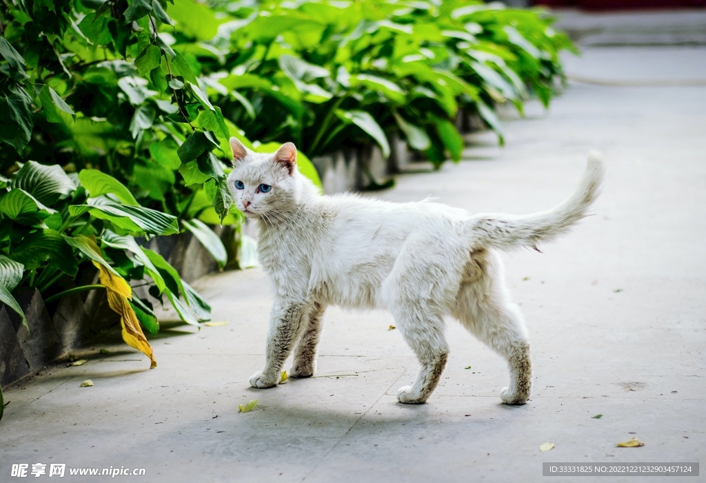 猫