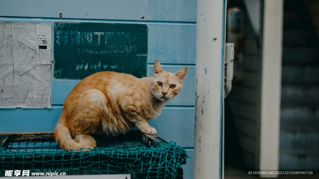 猫