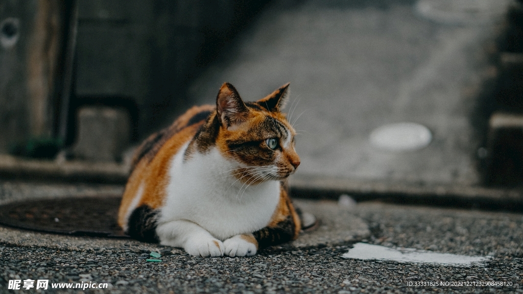 猫