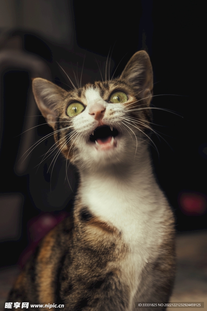 猫