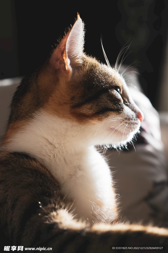 猫