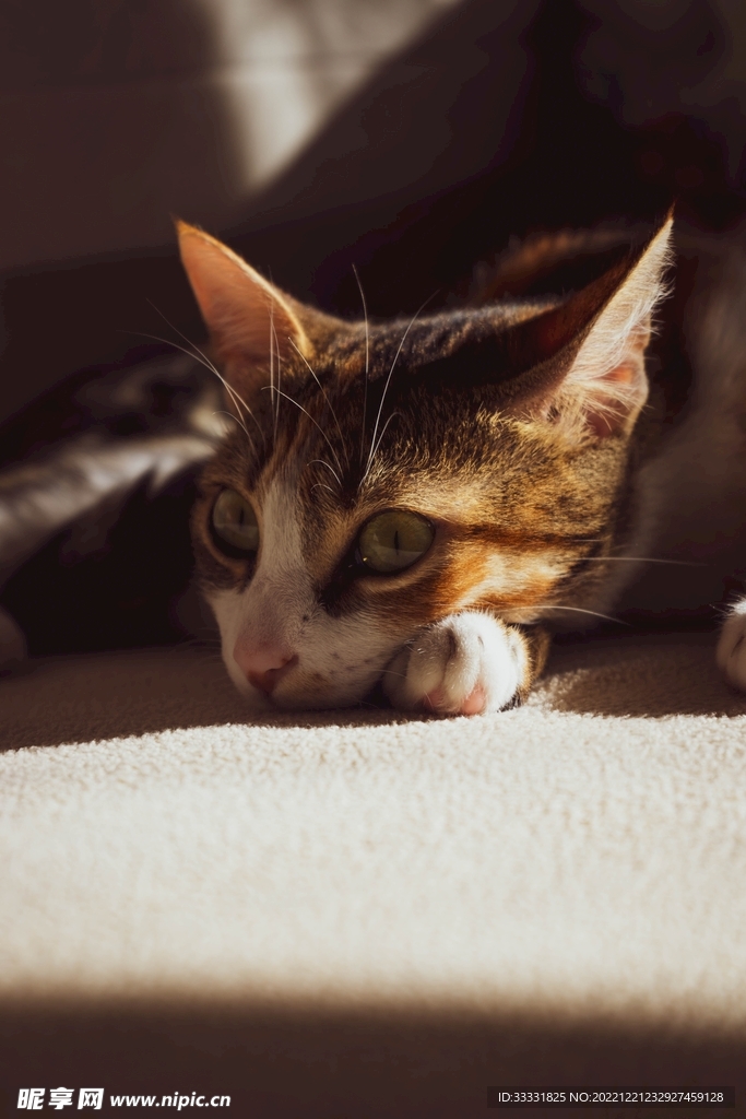 猫