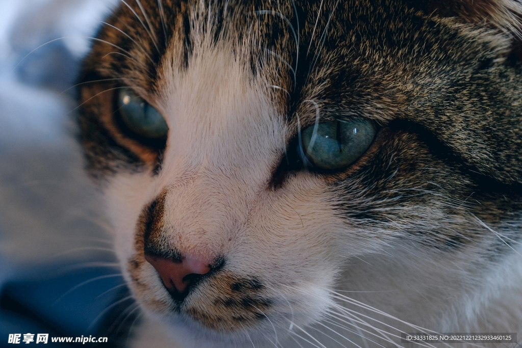 猫