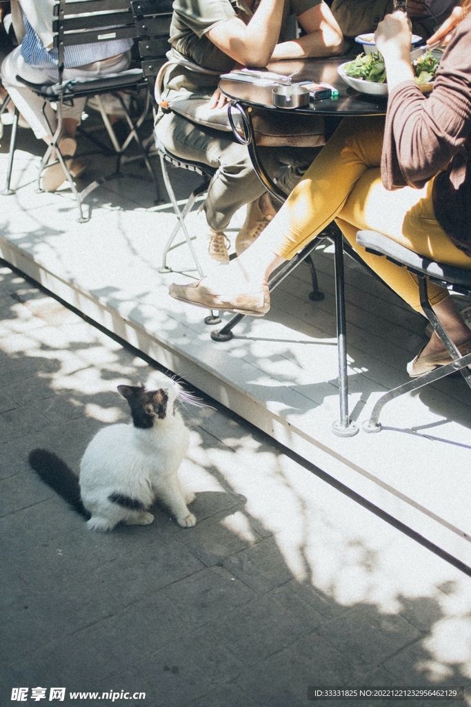 猫