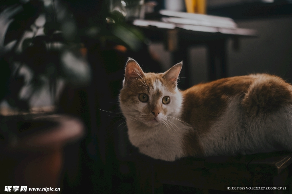 猫