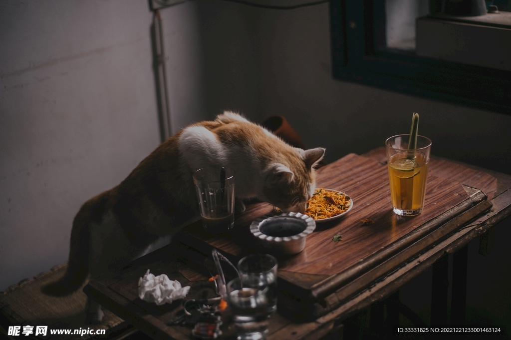 猫