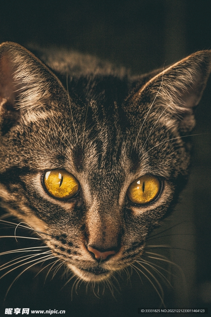 猫