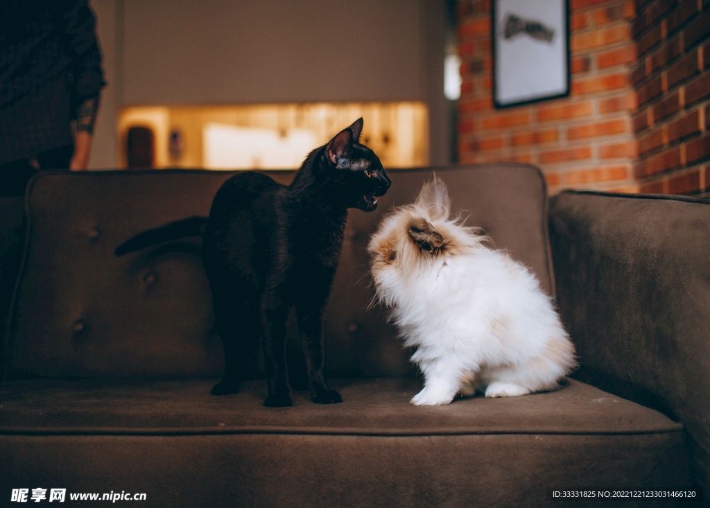 猫