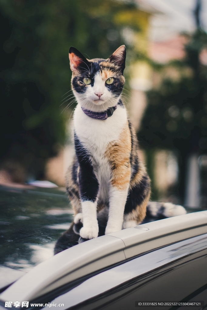猫