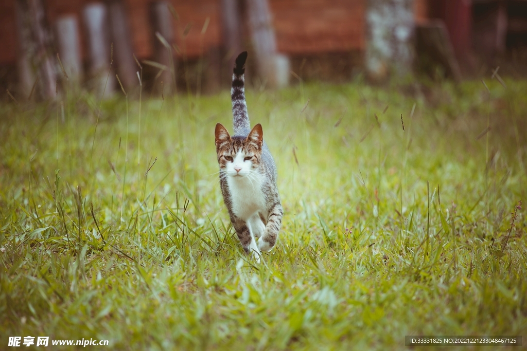 猫