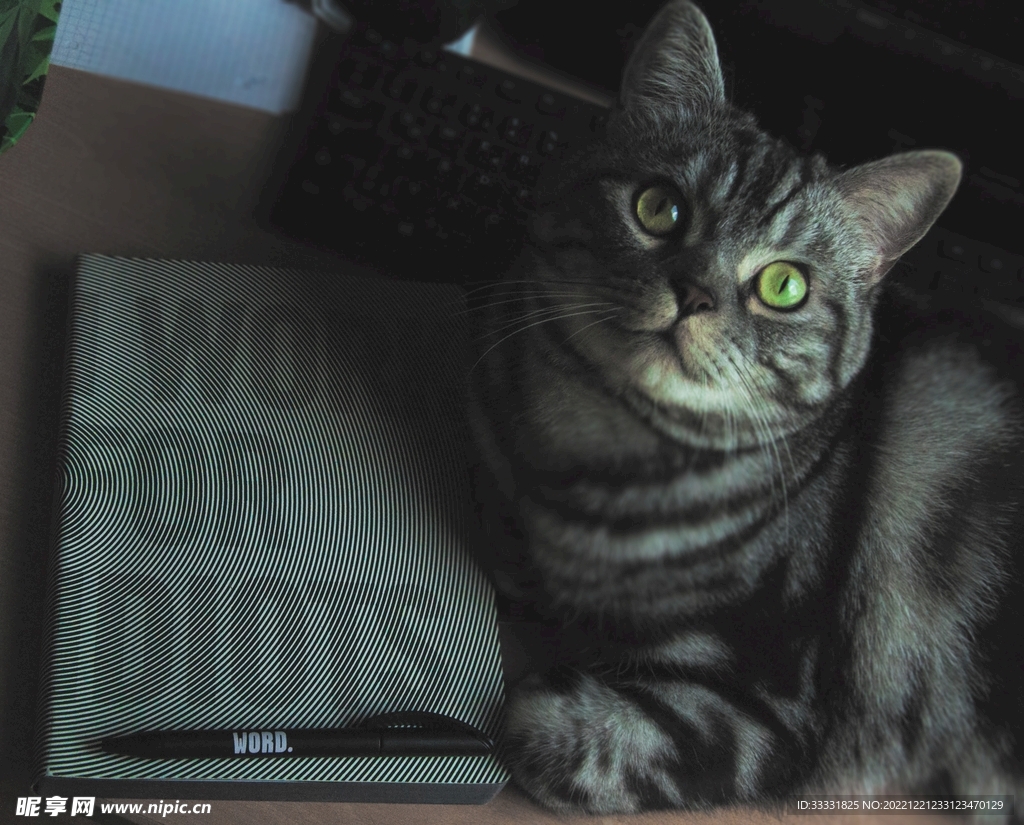猫