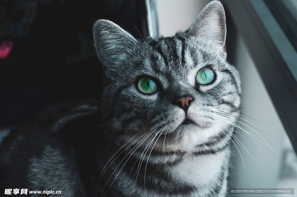 猫