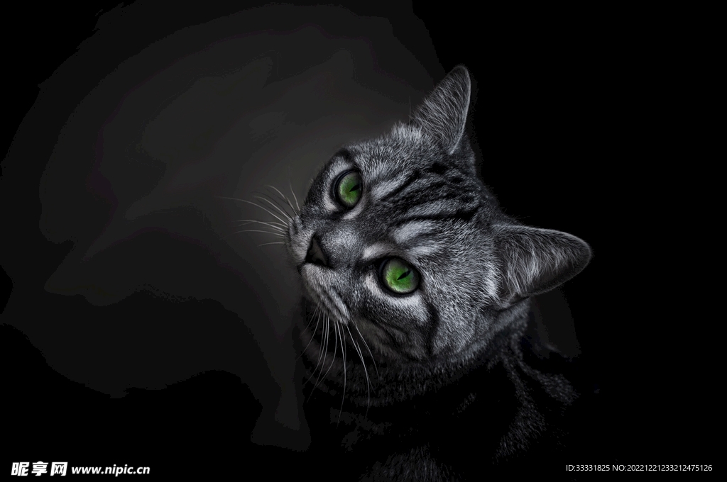 猫