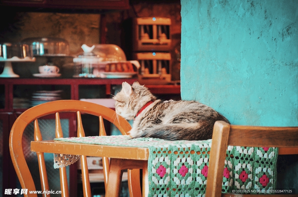 猫