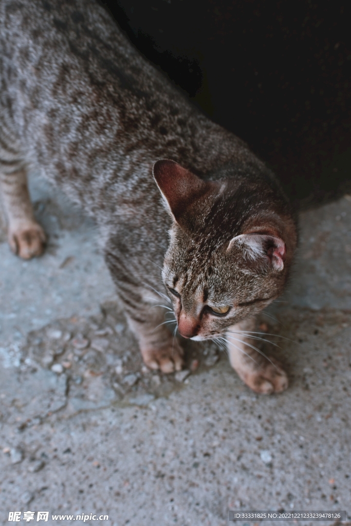 猫