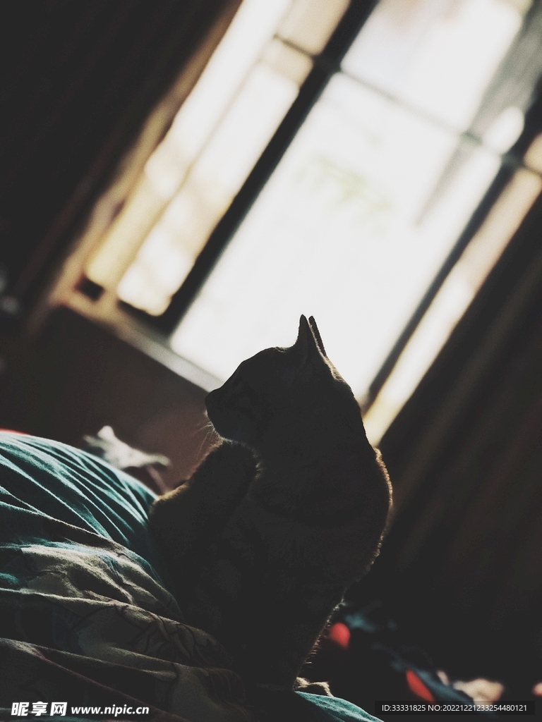 猫