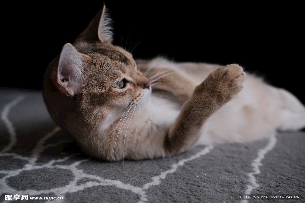 猫