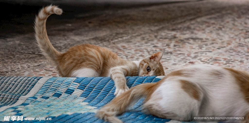 猫